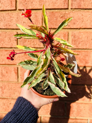 Euphorbia millii 'Variegata'