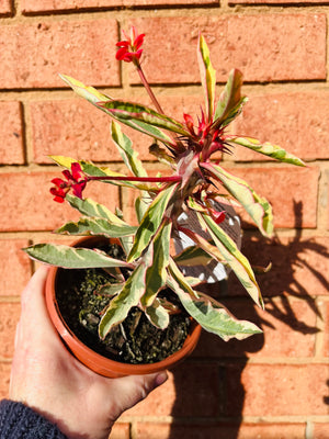 Euphorbia millii 'Variegata'