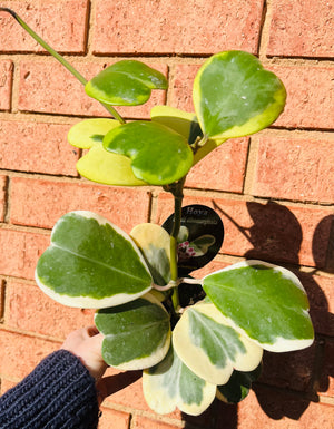 Hoya - Kerrii Albomarginata Collection No. 84