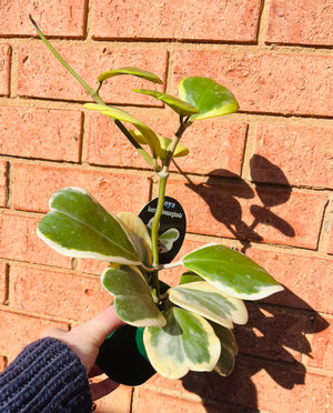 Hoya - Kerrii Albomarginata Collection No. 84