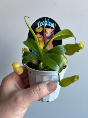 Nepenthes - Pitcher Plant hybrid mix