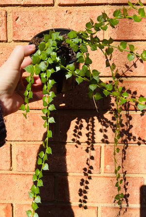 Dischidia ruscifolia - Million Hearts
