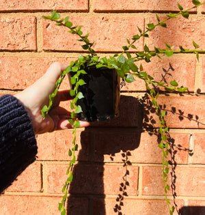 Dischidia ruscifolia - Million Hearts