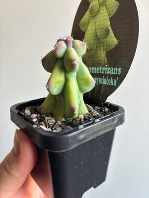 Myrtillocactus geometrizans 'fukurokuryuzinboku' aka 'Blue Boobs'