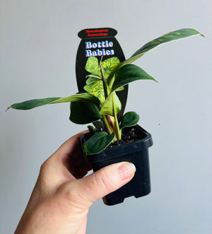 Homalomena - Camouflage