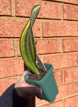 Sansevieria masoniana variegata 'Whale Fin'