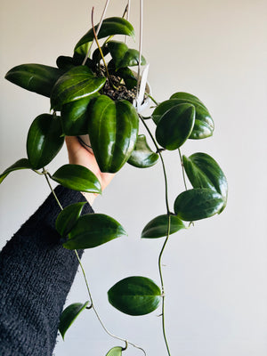 Hoya - Merrillii Collection No. 26