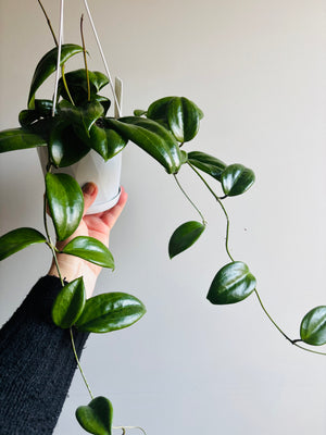 Hoya - Merrillii Collection No. 26