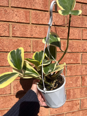 Hoya - Kerrii Albomarginata Collection No. 84