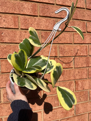 Hoya - Kerrii Albomarginata Collection No. 84