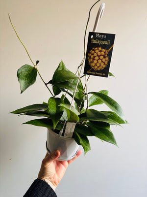 Hoya - Finlaysonii Collection No. 40
