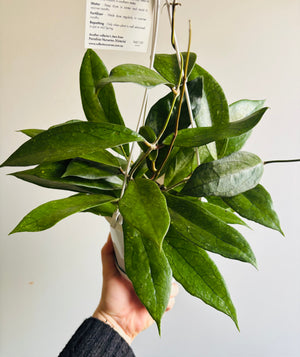 Hoya - Finlaysonii Collection No. 40