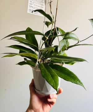 Hoya - Finlaysonii Collection No. 40