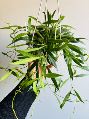 Hoya - Tsangii Odetteae Collection No. 95