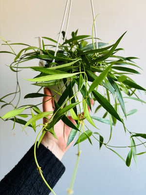 Hoya - Tsangii Odetteae Collection No. 95