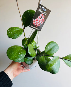 Hoya - Obovata Collection No. 22