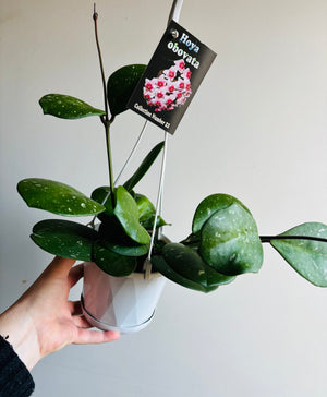 Hoya - Obovata Collection No. 22