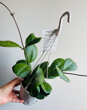 Hoya - Obovata Collection No. 22