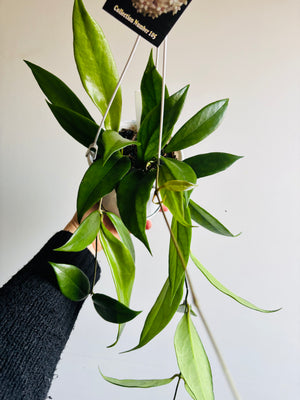 Hoya - Arnottiana Collection No. 105