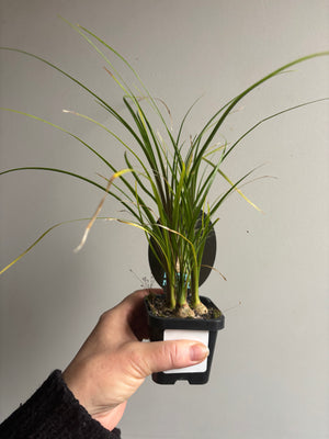 Beaucarnia recurvata 'Ponytail Palm'