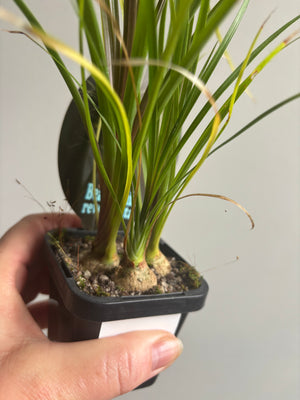 Beaucarnia recurvata 'Ponytail Palm'