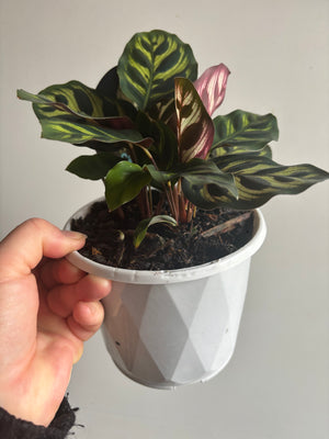 Calathea - Makoyana Peacock