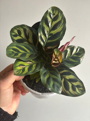 Calathea - Makoyana Peacock