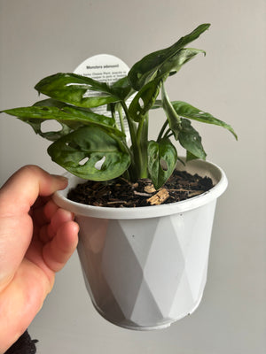 Monstera adansonii mini ‘Monkey Mask