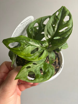 Monstera adansonii mini ‘Monkey Mask