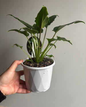 Philodendron - Xanadu