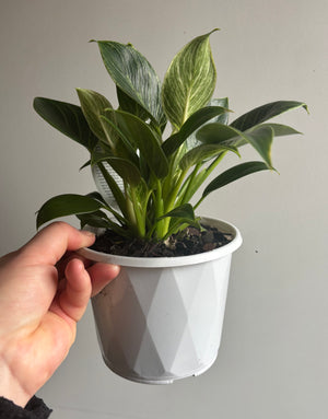 Philodendron - Birkin