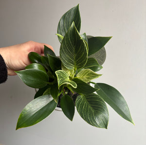 Philodendron - Birkin