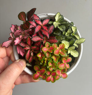 Fittonia - Tri Pots