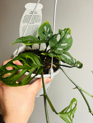 Monstera freidrichsthalii - Swiss Cheese Vine