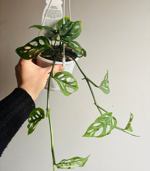 Monstera freidrichsthalii - Swiss Cheese Vine