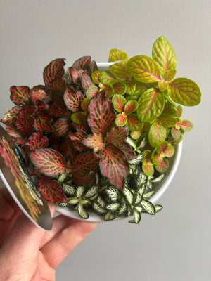 Fittonia - Tri Pots