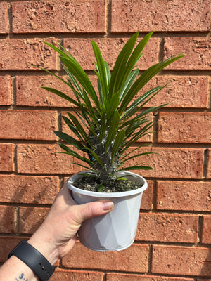 Pachypodium lamerei 'Madagascar Palm'