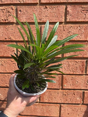 Pachypodium lamerei 'Madagascar Palm'
