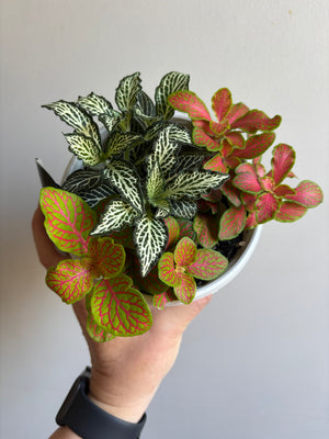 Fittonia - Tri Pots
