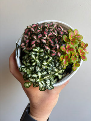 Fittonia - Tri Pots