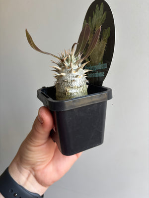 Pachypodium horombense