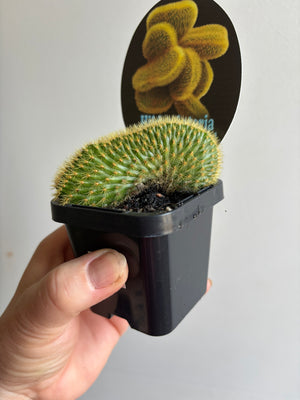 Cleistocactus winteri 'Cristata syn Hildewinteria aureispina 'Cristata'