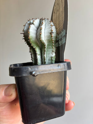 Euphorbia polygona 'Snowflake'