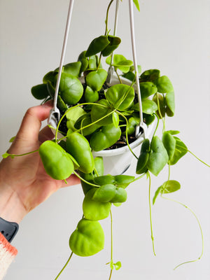 Dischidia cleistantha - previously platyphylla 'Solomon Islands'