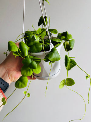 Dischidia cleistantha - previously platyphylla 'Solomon Islands'