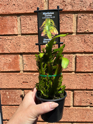 Rhipsalis Disocactus Bits n Pieces - Mistletoe Cactus Collection No. 29