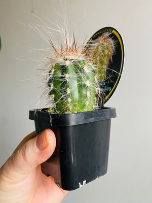 Oreocereus neocelsianus 'Old Man of the Andes'