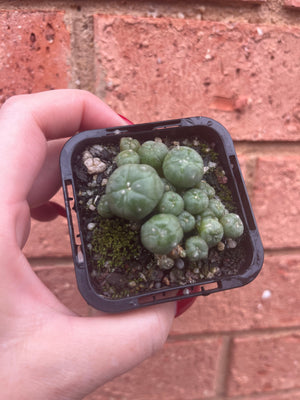 Lophophora williamsii v. caespitose