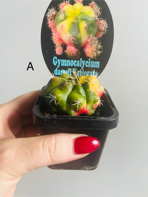 Gymnocalycium damsii Variegata