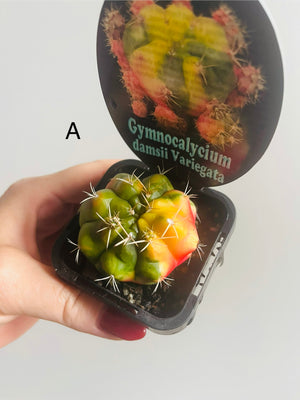 Gymnocalycium damsii Variegata